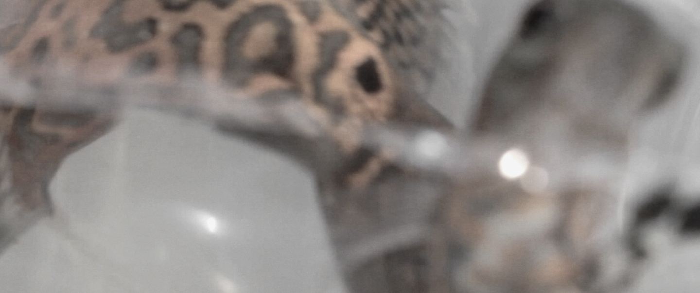 流 塑膠袋裡模糊的斑點的魚